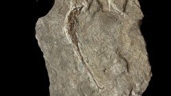 HIPPOCAMPUS RAMULOSUS - pliocene - Rimini, Italie