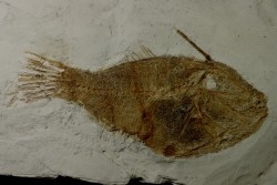 très rare exemplaire de poisson tetraodontiforme  FRIGOCANTHUS MARGARITATUS - pliocène - Rimini, Italie