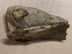 mandibule de dinosaure TRICERATOPS HORRIDUS - Hell Creek Fmt - crétacé supérieur - Dawson County, Montana