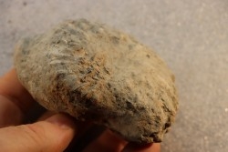 Nodule d'HOPLITE à dégager - albien moyen - ancienne carrière Courcelles - Aube - France