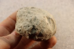 Nodule d'HOPLITE à dégager - albien moyen - ancienne carrière Courcelles - Aube - France