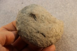 Nodule d'HOPLITE à dégager - albien moyen - ancienne carrière Courcelles - Aube - France