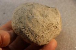 Nodule d'HOPLITE à dégager - albien moyen - ancienne carrière Courcelles - Aube - France