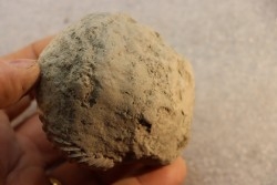 Nodule d'HOPLITE à dégager - albien moyen - ancienne carrière Courcelles - Aube - France