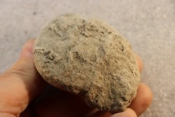 Nodule d'HOPLITE à dégager - albien moyen - ancienne carrière Courcelles - Aube - France