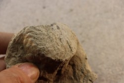 Nodule d'HOPLITE à dégager - albien moyen - ancienne carrière Courcelles - Aube - France