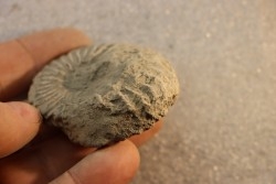 Nodule d'HOPLITE à dégager - albien moyen - ancienne carrière Courcelles - Aube - France