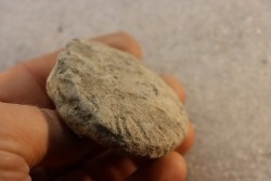 Nodule d'HOPLITE à dégager - albien moyen - ancienne carrière Courcelles - Aube - France