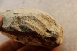 Nodule d'HOPLITE à dégager - albien moyen - ancienne carrière Courcelles - Aube - France