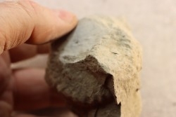 Nodule d'HOPLITE à dégager - albien moyen - ancienne carrière Courcelles - Aube - France