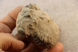 Nodule d'HOPLITE à dégager - albien moyen - ancienne carrière Courcelles - Aube - France