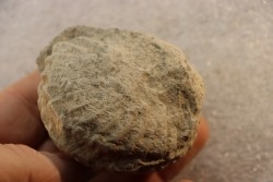 Nodule d'HOPLITE à dégager - albien moyen - ancienne carrière Courcelles - Aube - France