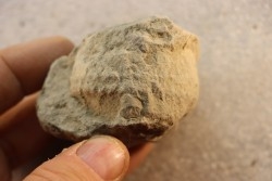 Nodule d'HOPLITE à dégager - albien moyen - ancienne carrière Courcelles - Aube - France