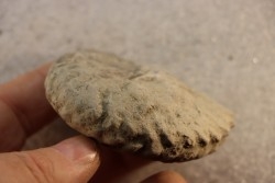 Nodule d'HOPLITE à dégager - albien moyen - ancienne carrière Courcelles - Aube - France