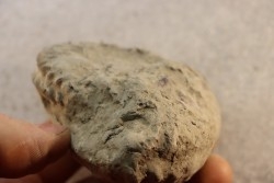 Nodule d'HOPLITE à dégager - albien moyen - ancienne carrière Courcelles - Aube - France