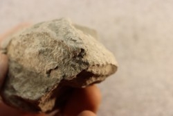 Nodule d'HOPLITE à dégager - albien moyen - ancienne carrière Courcelles - Aube - France