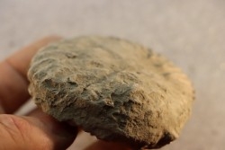 Nodule d'HOPLITE à dégager - albien moyen - ancienne carrière Courcelles - Aube - France