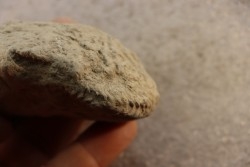 Nodule d'HOPLITE à dégager - albien moyen - ancienne carrière Courcelles - Aube - France