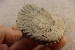 Nodule d'HOPLITE à dégager - albien moyen - ancienne carrière Courcelles - Aube - France