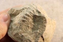 Nodule d'HOPLITE à dégager - albien moyen - ancienne carrière Courcelles - Aube - France