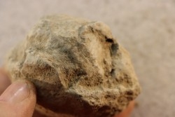 Nodule d'HOPLITE à dégager - albien moyen - ancienne carrière Courcelles - Aube - France