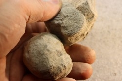 2 Nodules d'HOPLITE à dégager - albien moyen - ancienne carrière Courcelles - Aube - France