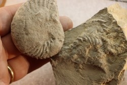 2 Nodules d'HOPLITE à dégager - albien moyen - ancienne carrière Courcelles - Aube - France