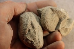 2 Nodules d'HOPLITE à dégager - albien moyen - ancienne carrière Courcelles - Aube - France