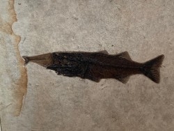 RARE aspiration   Mioplosus et diplomystus - green river formation - Kemmerer, USA