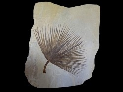 feuille de palmier SABALITES - Eocène - green river formation - Wyoming - USA