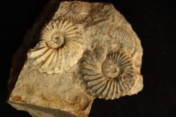 COLLIGNONICERAS WOLLGARI - turonien - South Dakota, USA