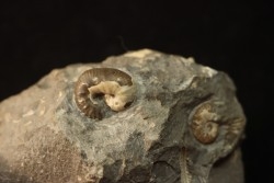 SCAPHITES LARUAEFORMIS and COLLIGNONICERAS WOLLGARI - turonian - South Dakota, USA