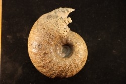 ANAPACHYDISCUS sp - Turonian - El Rosario Fmt - Baja, Norte, California, USA