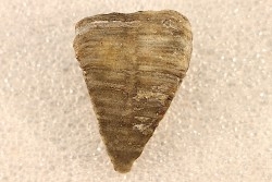 calceola sandalina - Devonian - Gondelsheim - Eifel - Germany