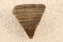 calceola sandalina - Devonian - Gondelsheim - Eifel - Germany