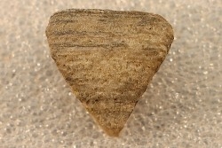 calceola sandalina - Devonien - Gondelsheim - Eifel, Allemagne