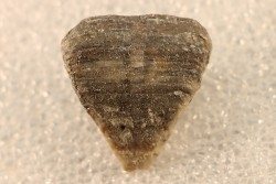 calceola sandalina - Devonian - Gondelsheim - Eifel - Germany