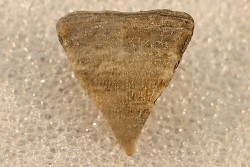 calceola sandalina - Devonien - Gondelsheim - Eifel, Allemagne