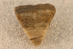 calceola sandalina - Devonien - Gondelsheim - Eifel, Allemagne