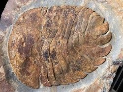 tres gros "duslia" non decrit - Ordovicien - Fezouata fmt, Maroc