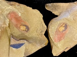 calvapilosa kroegeri - Ordovicien - Fezouata fmt, Maroc
