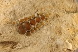 pycnodont palate:  PHACODUS PUNCTATUS - Maastrichtian - Oued Zem, MOROCCO