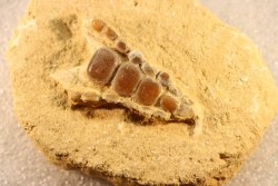 palais de poisson pycnodonte  PHACODUS PUNCTATUS- Maestrichtien - Oued Zem, MAROC