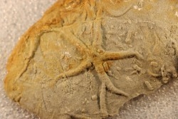 Astérie lumbricalis - Rhetien  -  région de Beaune - France