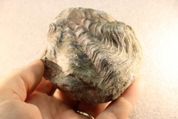 Ostrea nicaisei - Coniacien - Province de Cajamarca - Pérou