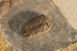 Gerastos Lessensis - Eifelien - belgique