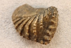 SCAPHOTRIGONIA NAVIS - Aalenian - Bouxwiller , France