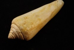 CONUS PUCHII - serravalien - Salles, France