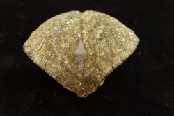 BRACHIOPODE PARASPIRIFER BOWNOCKERI - Dévonien moyen - Silica formation - LUCAS Co, OHIO, USA