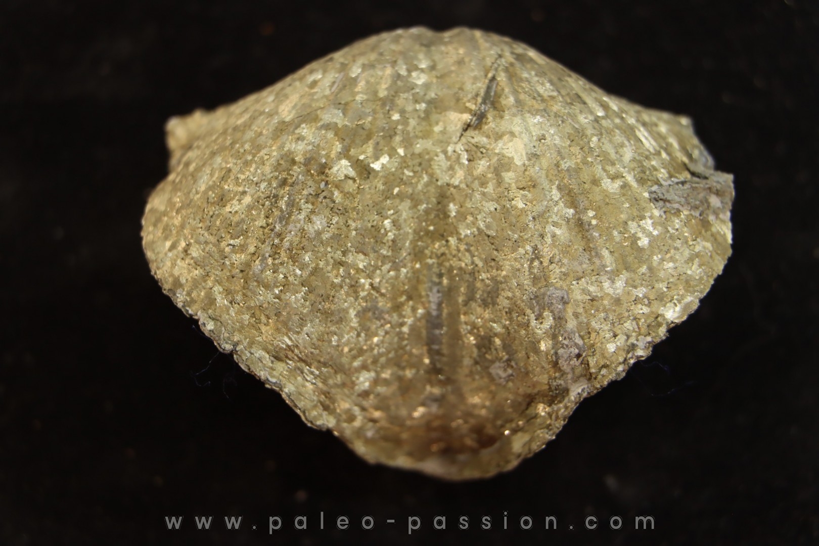 PARASPIRIFER BOWNOCKERI // middle Devonian // Silica